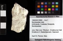 Foto (Objket + Etiketten) von Mundopsidae indet. 